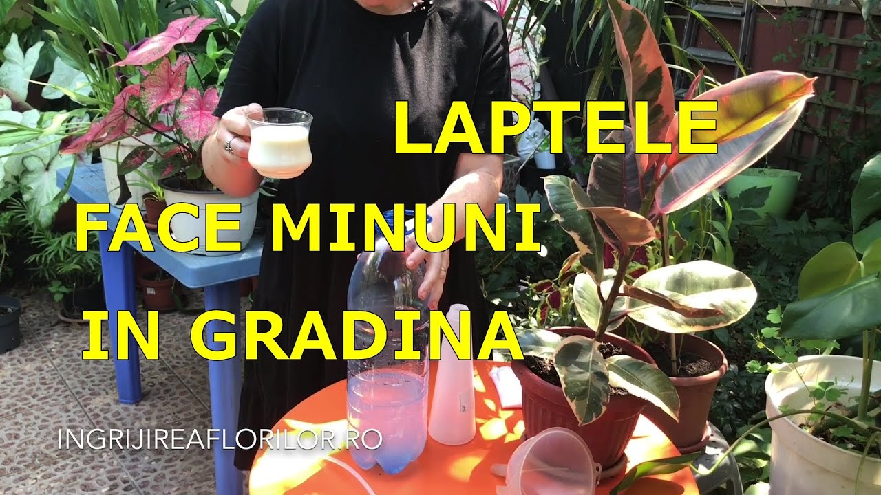 Cat de buna e o cana de lapte pentru plante! Cea mai buna reteta #ingrijireaflorilor
