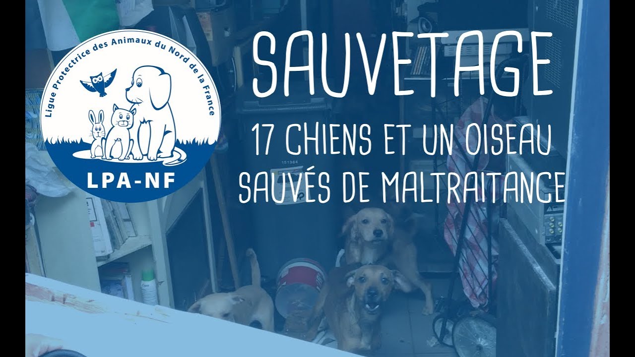 LA LPA-NF SAUVE 17 CHIENS et 1 OISEAU d'un logement insalubre à Roubaix