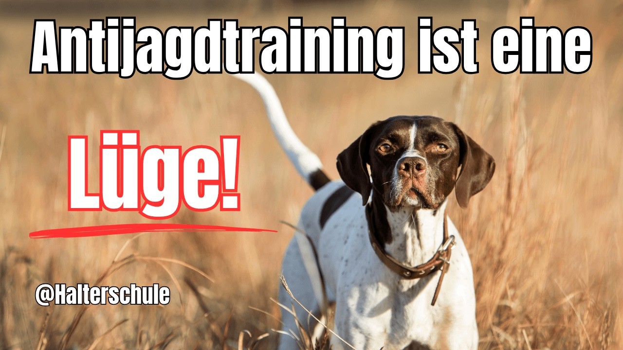 Antijagdtraining ist eine L&uuml;ge &ndash; was dein Hund dir wirklich spiegelt #hundetraining #hundeerziehung