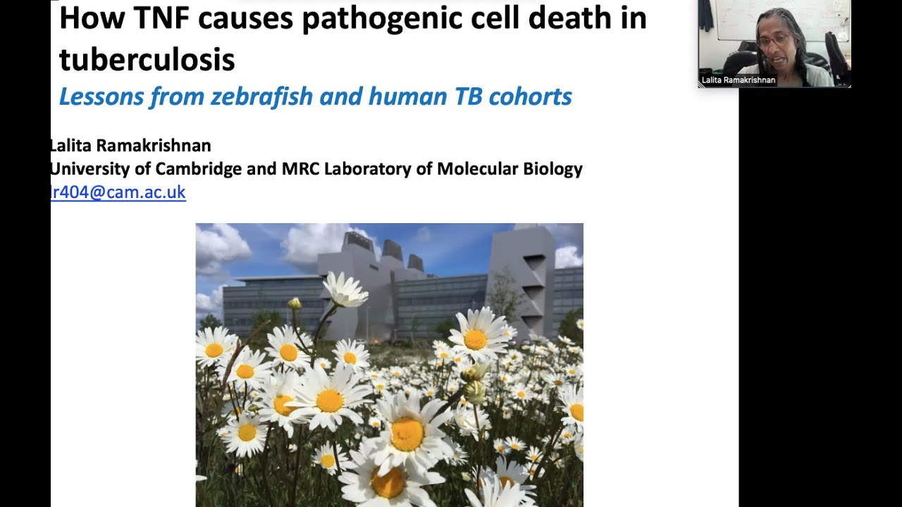 How TNF causes pathogenic cell death in tuberculosis by Dr. Lalita Ramakrishnan
