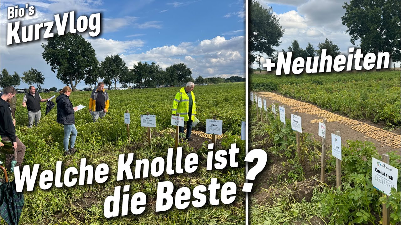 Es gibt was Neues! - BKN Sortenversuch - welche Knolle hat welchen Ertrag?