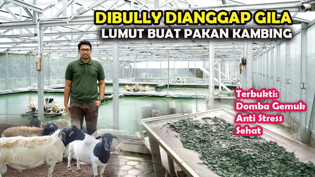 DI BULLY DIANGGAP GILA,LUMUT BUAT BAHAN PAKAN KAMBING TANPA ANGON DAN NGARIT