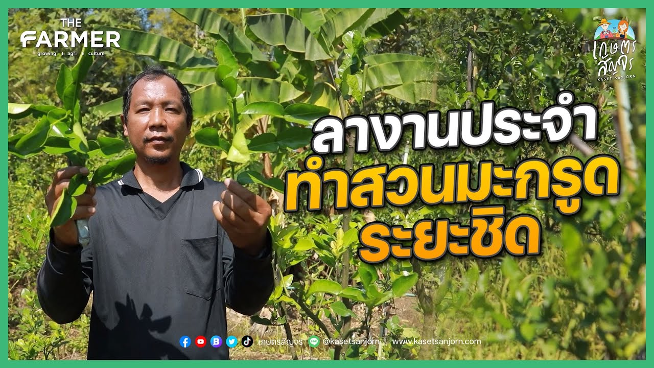 ลาชีวิตมนุษย์เงินเดือน เป็นนายตัวเองปลูกปั้นสวนมะกรูดระยะชิด | เกษตรสัญจร