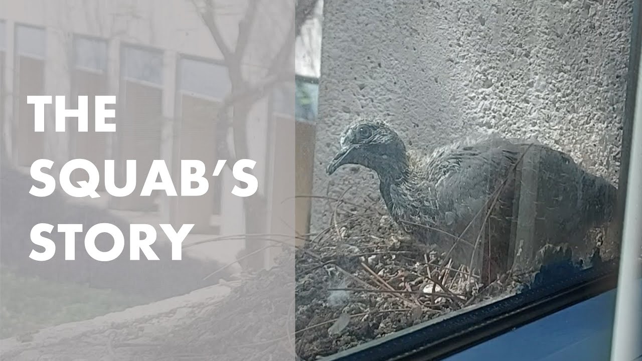Learning material | Feature story about pigeons