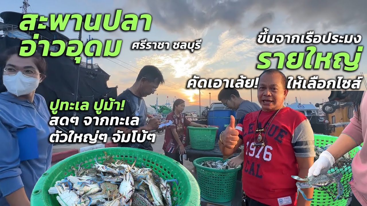 แหล่งซื้อปูม้า จากเรือประมงรายใหญ่ สะพานปลาอ่าวอุดม ชลบุรี