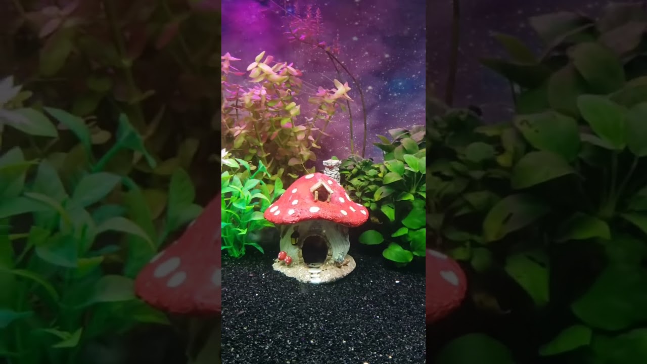 Masters of the Universe Aquarium
