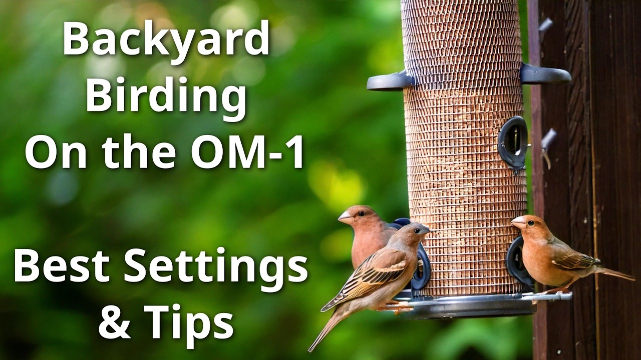 Best Settings & Tips for Backyard Bird Photography with the OM System OM-1 ep.535
