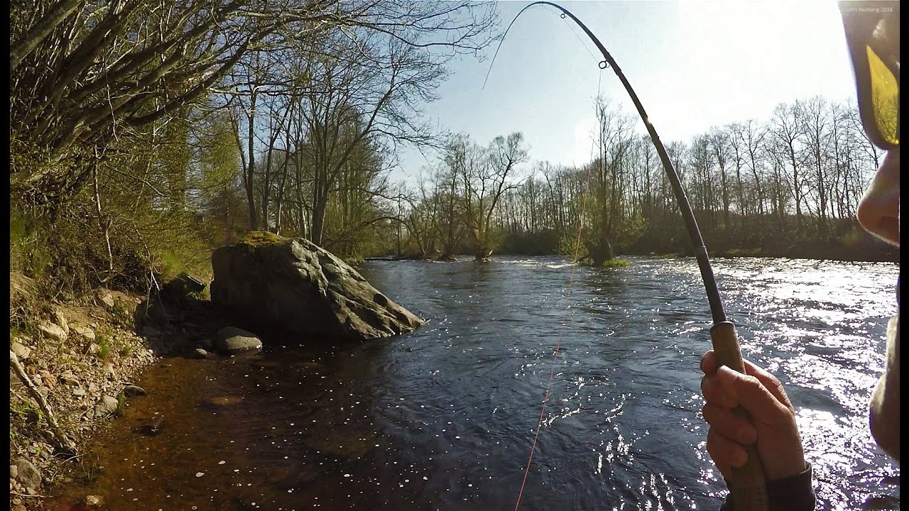 Moments from the Mörrum river 2016. PART 1. Fly fishing salmon & sea trout
