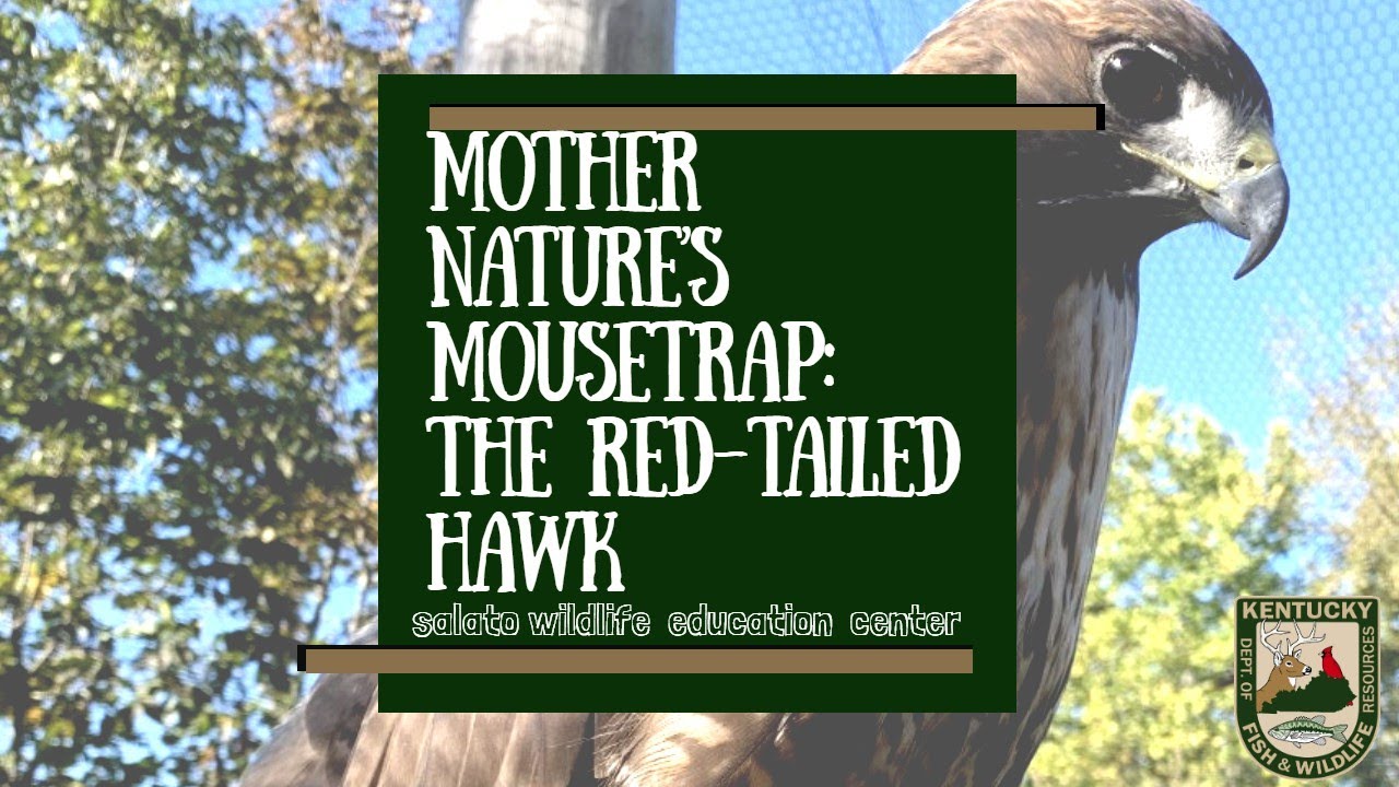 Mother Nature's Mousetrap: The Red-Tailed Hawk