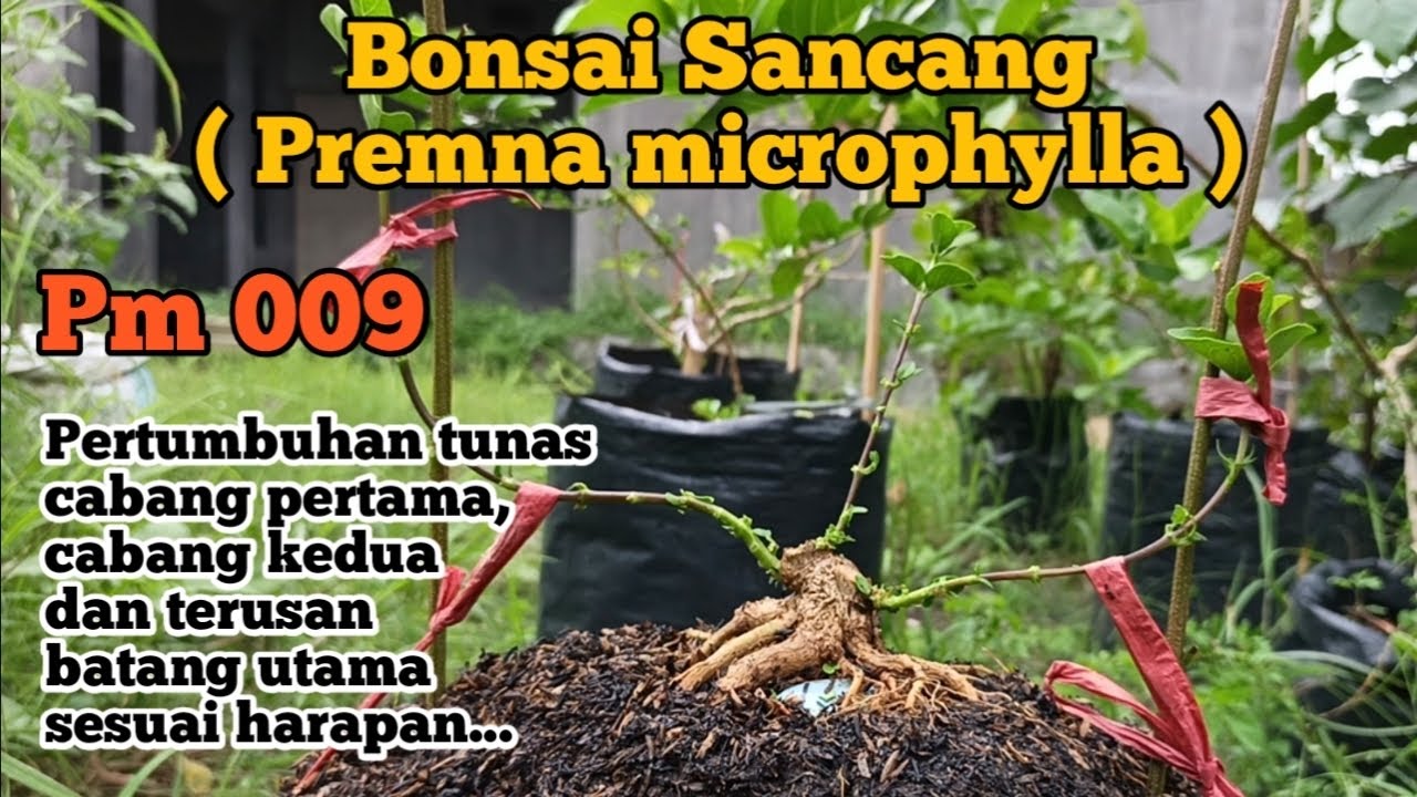 Bonsai Sancang Pm 009 Pertumbuhan tunas cabang 1, cabang 2 dan terusan batang utama sesuai harapan