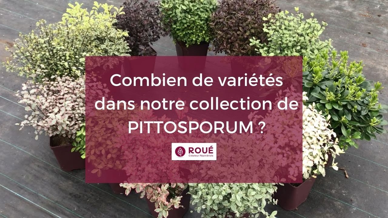 Collection de Pittosporum - Pépinières Roué