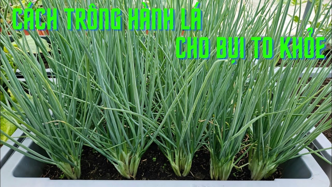 Cách trồng hành lá cho bụi to khỏe