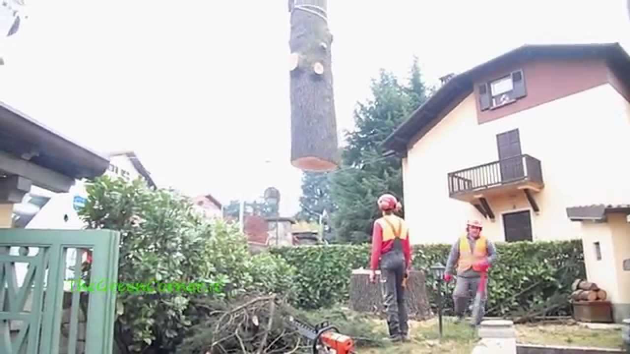 Taglio pianta con gru.Cutting a tree with a crane