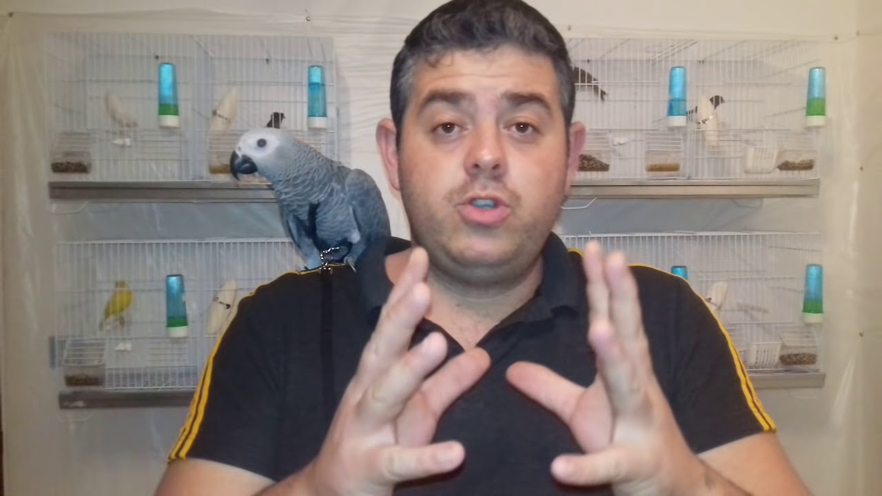 Méthode des oeuf factice pour canaris explication