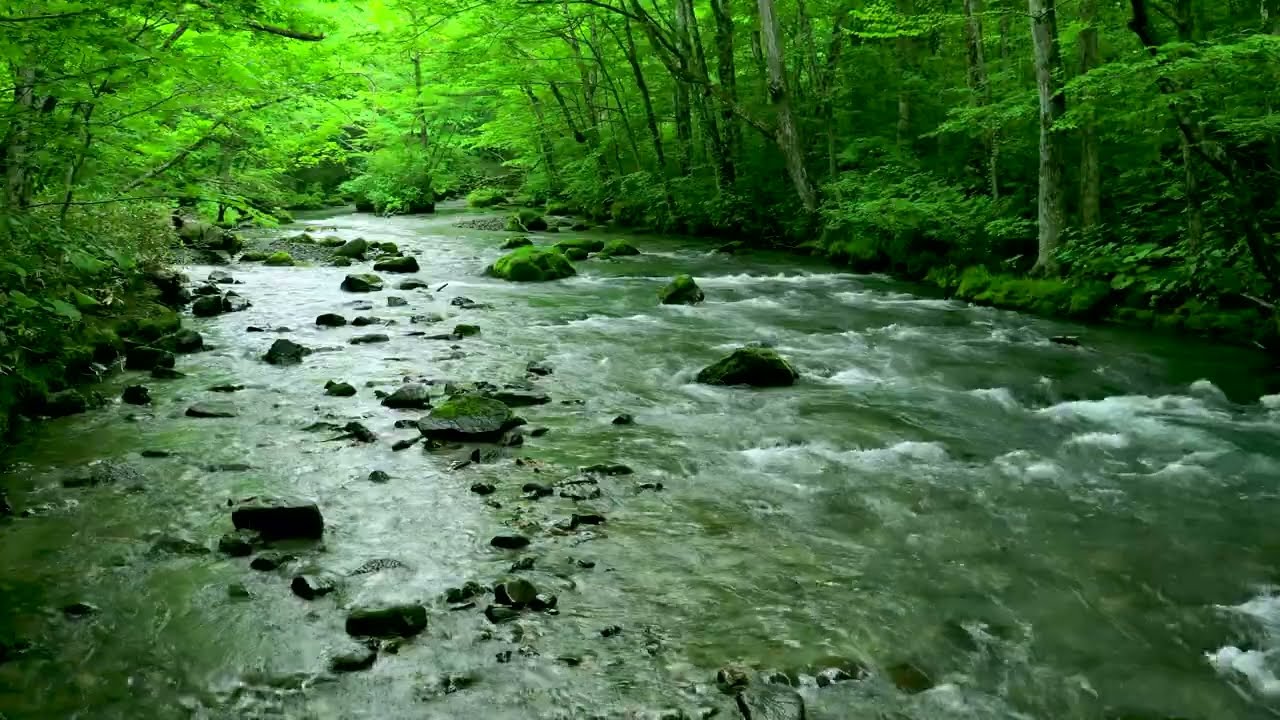 4k River flows through green forest. River Sounds, Flowing Water, Nature White Noise for Sleeping.