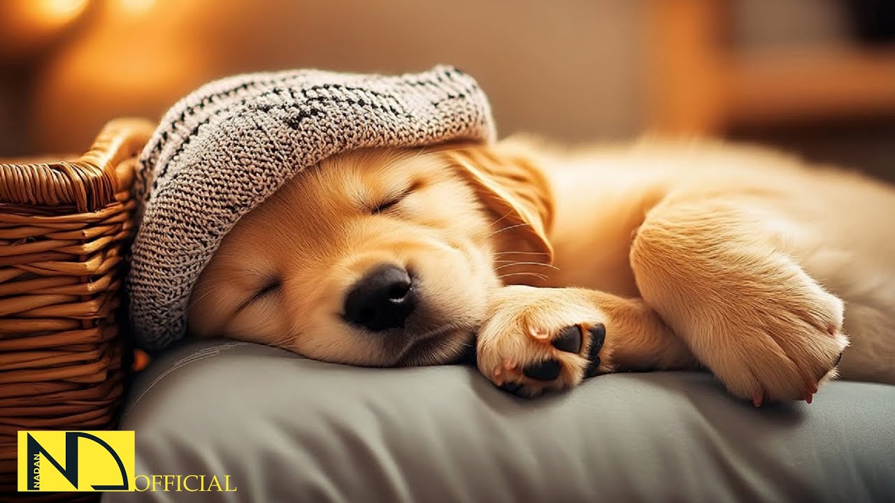 20 HOURS of Dog Calming Sleep Music🐶💖Anti Separation Anxiety Relief🦮🎵 Dog Soothing Music⭐NadanMusic