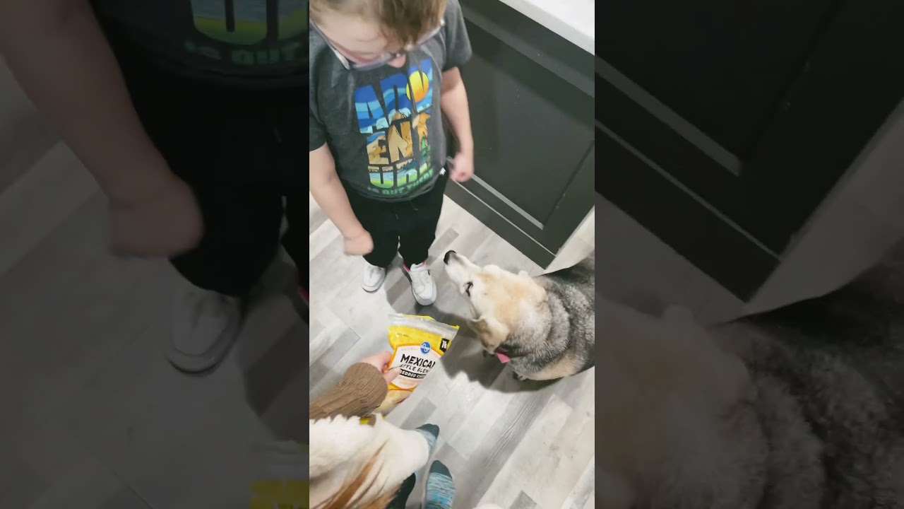 Pay the tax!!!! #cutedog #puppysongs #dogs #petlovers #cheesetax #cheese #puppy #trending