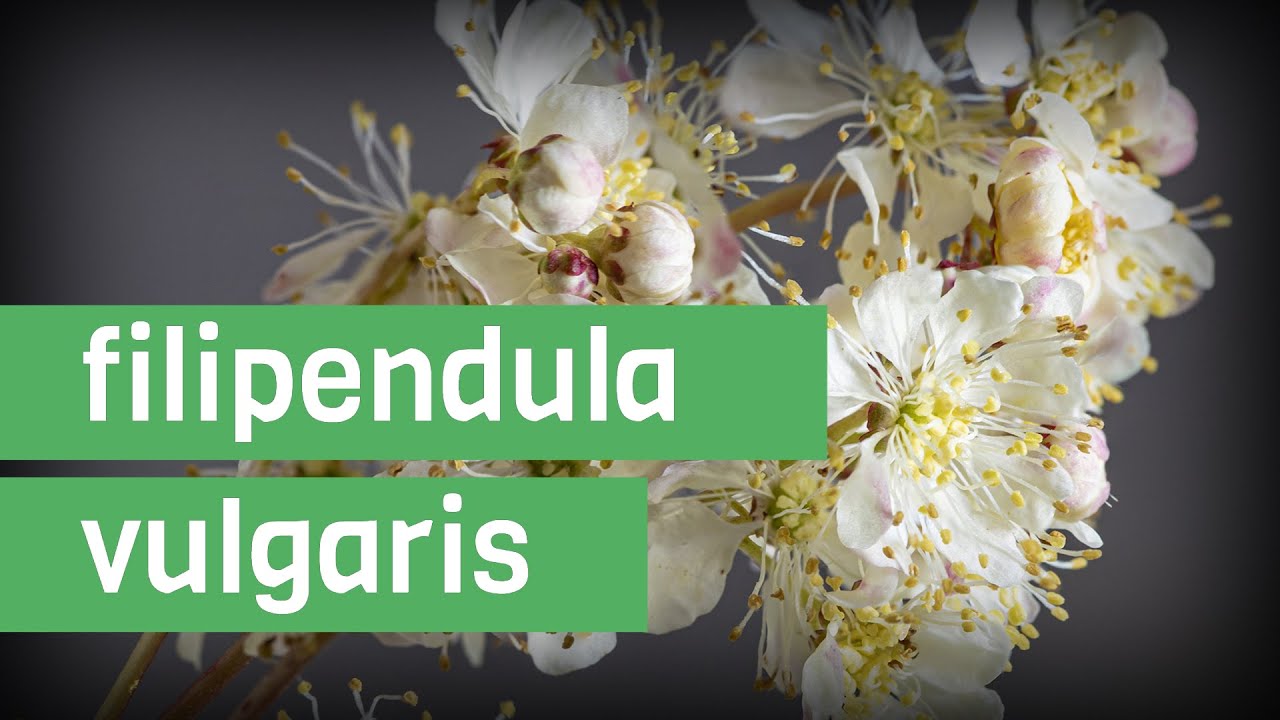2 minutes on the Filipendula vulgaris | epistemia