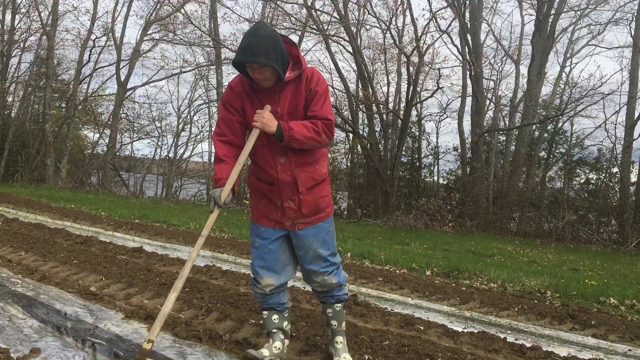 Onion transplanting into plastic mulch