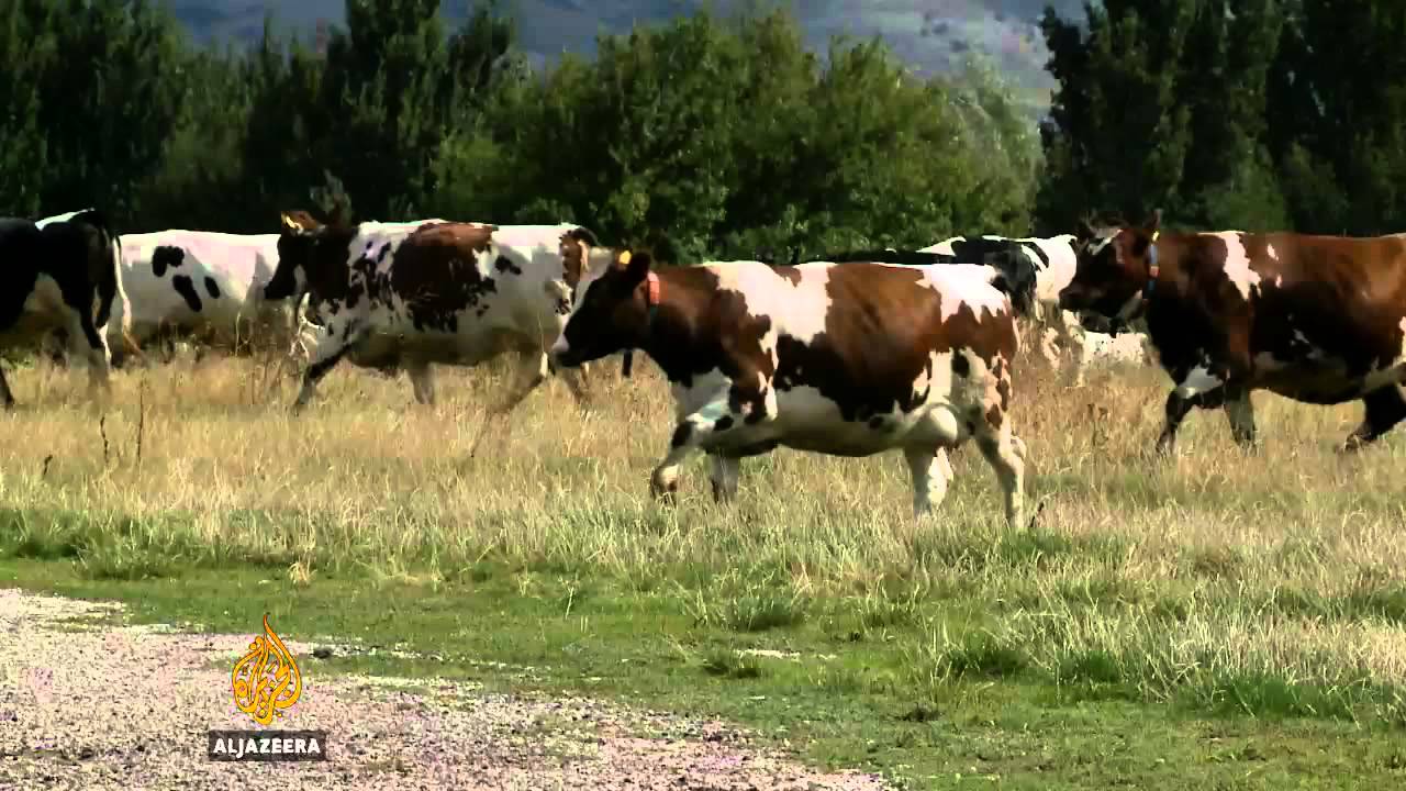 Uspjeh moderne farme kod Tomislavgrada