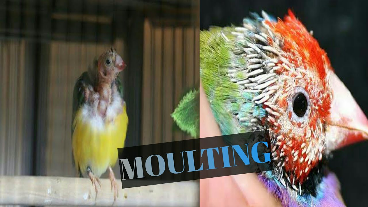 Finch Moulting Time Lose Feather