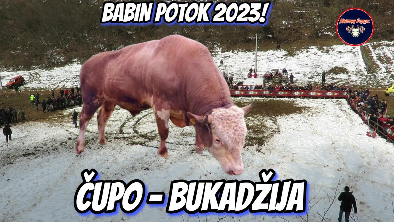ČUPO OD HRNJIĆA I BUKADŽIJA OD KOALICIJI ŽILAVI BABIN POTOK 2023 KORIDA