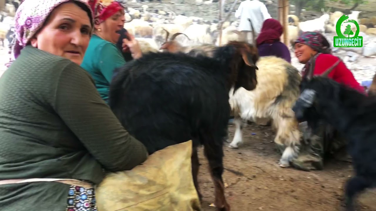 Uzungeçit manzara ve berivanlar.
