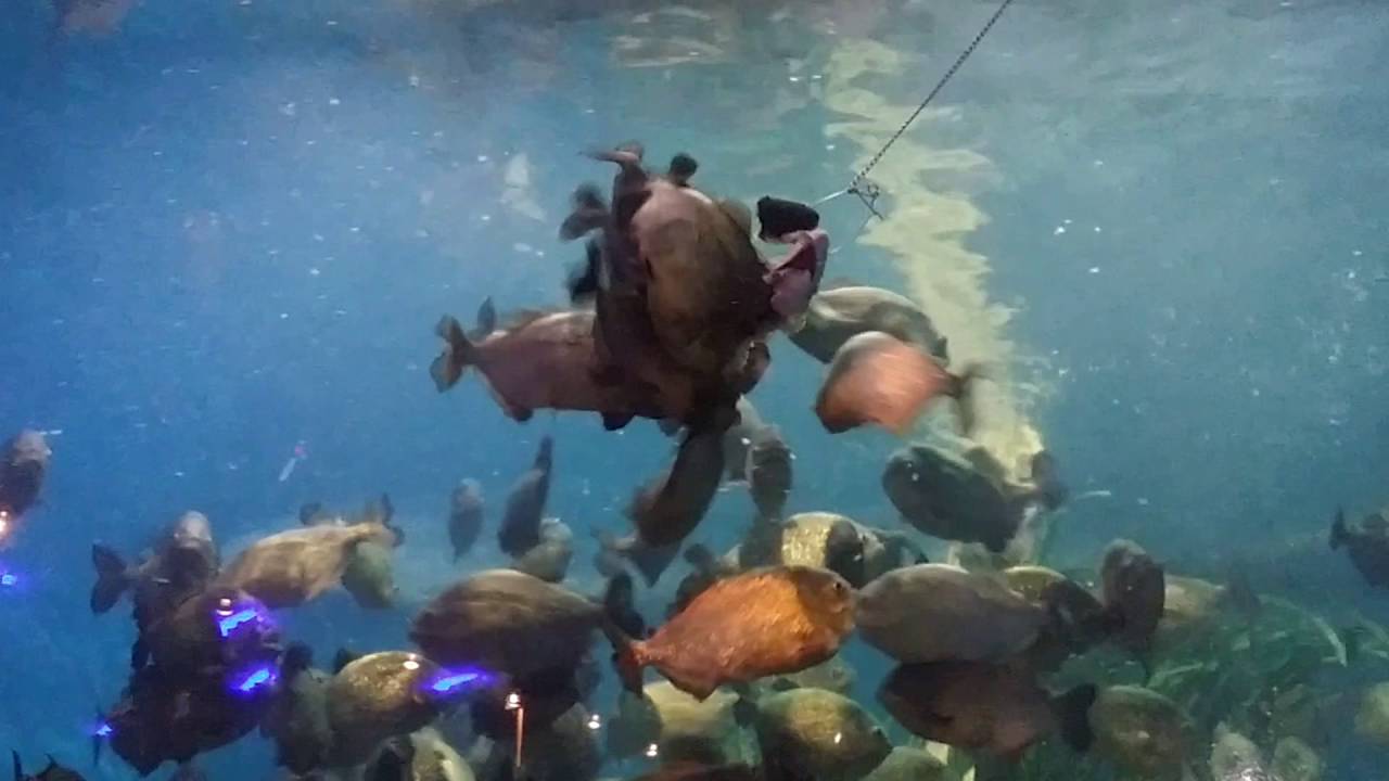 Piranhas - feeding time @ aquaria KLCC