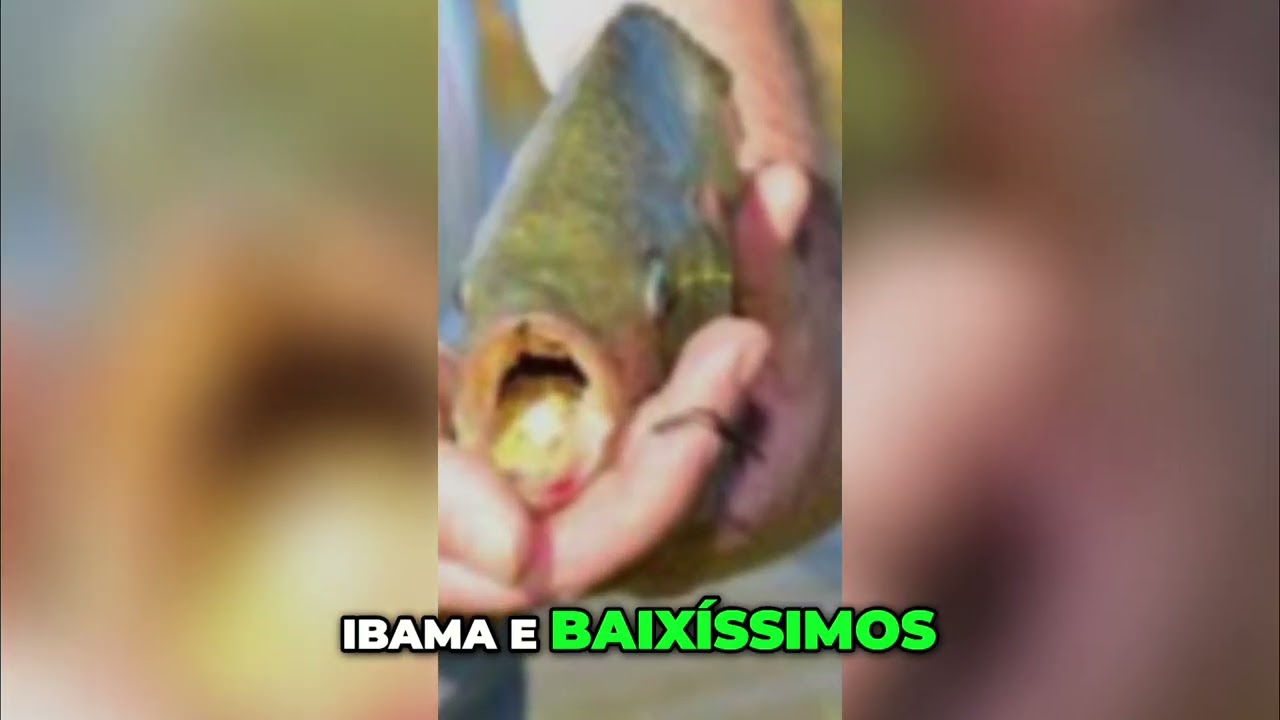 Til&aacute;pia em Risco: Impactos da Proposta da Conabio no Brasil #shorts