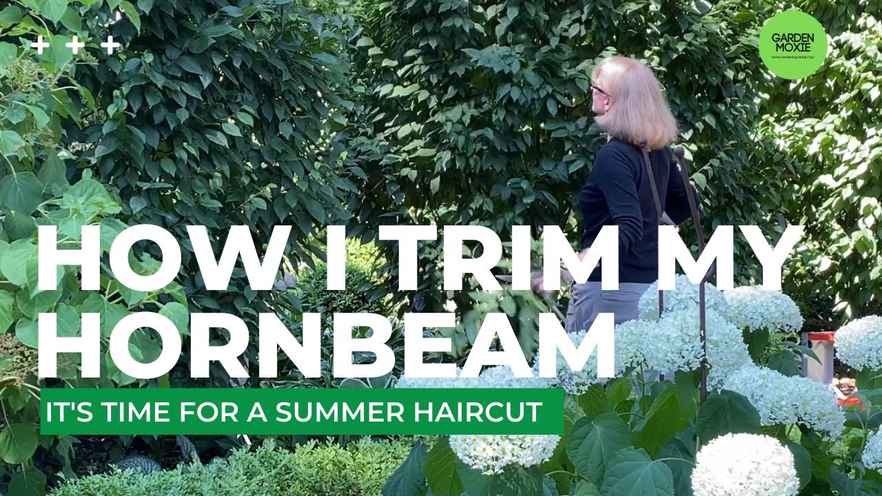 How I Trim My Hornbeam Hedge 2022