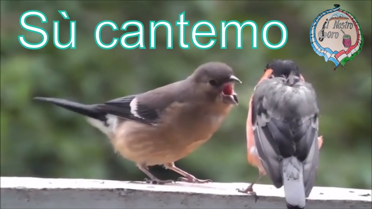 Sù Cantemo  ♫ ♪ (A. Caldara)