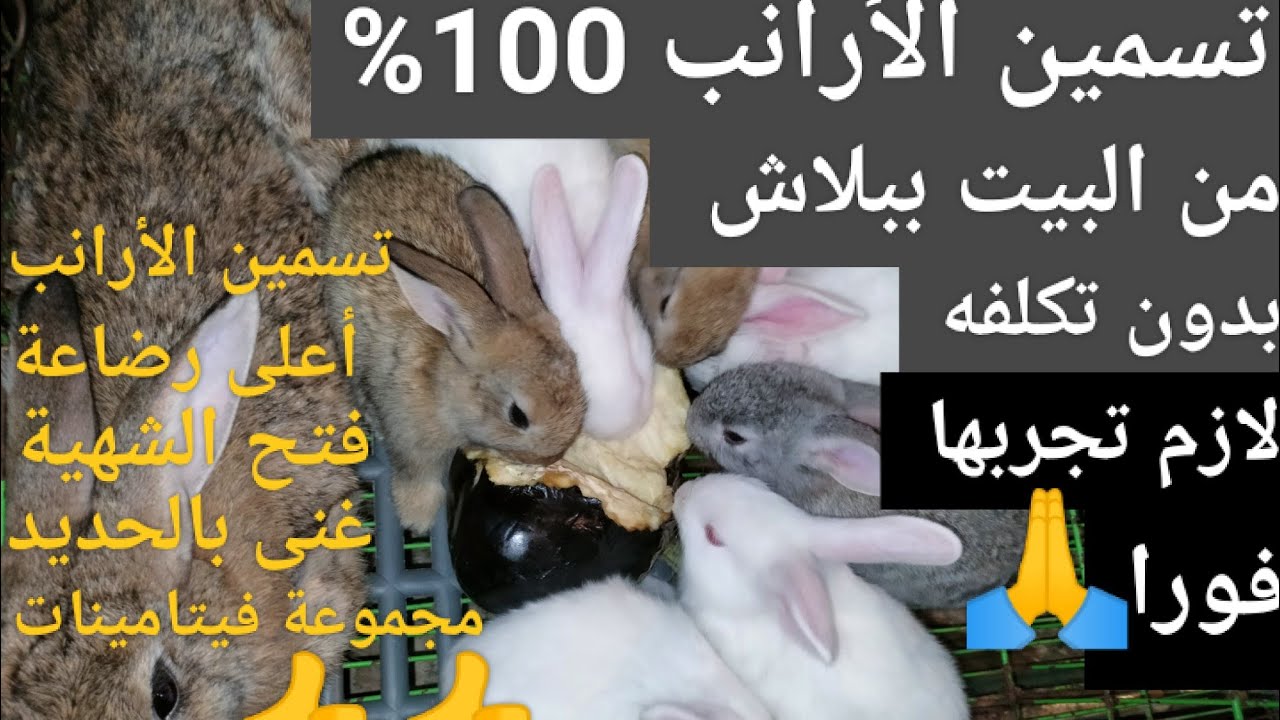تسمين الأرانب 100% معجزة مش هتصدقها للارانب استعملها يومياً من البيت عندك وشوف النتيجة 👍👍