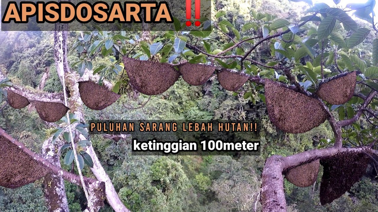 @qharinalebahchannel1518 panen Sialang bertaruh ny4w4 untuk mendapat kan madu murni/asli‼️‼️‼️