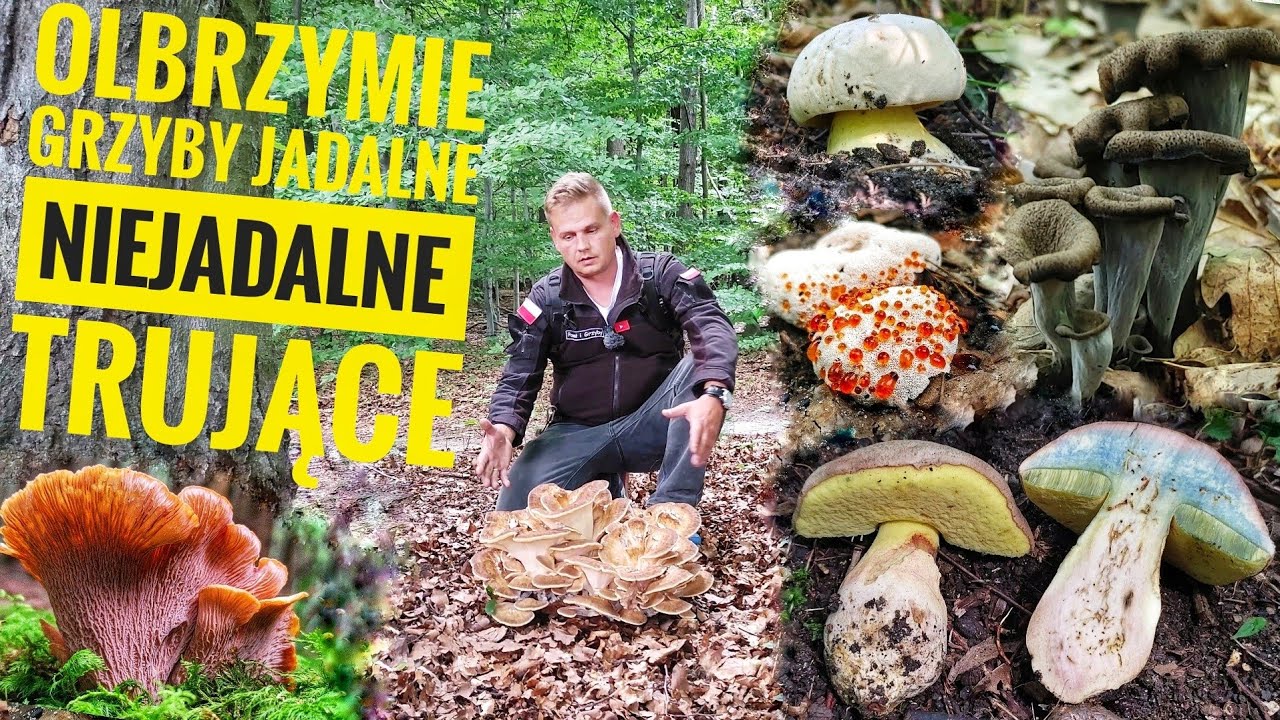 Jadalne grzyby olbrzymy i wiele innych ciekawostek w polskich lasach (Sierpień)