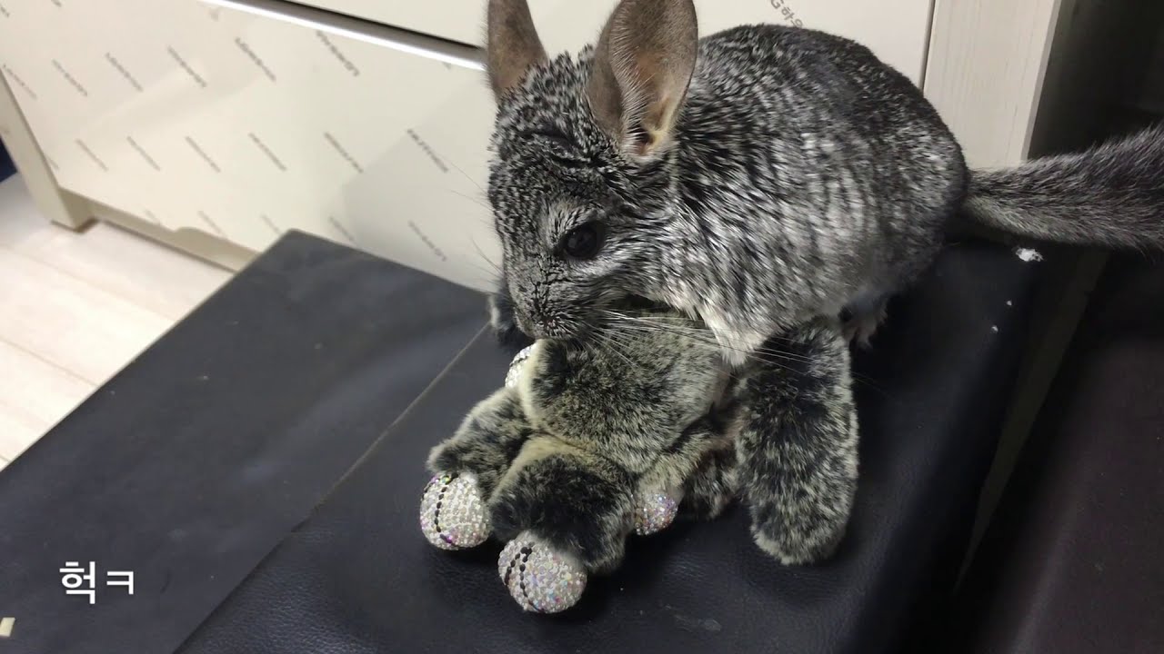 무무에게 친칠라 인형을 줬더니..헉!  chinchilla mating season