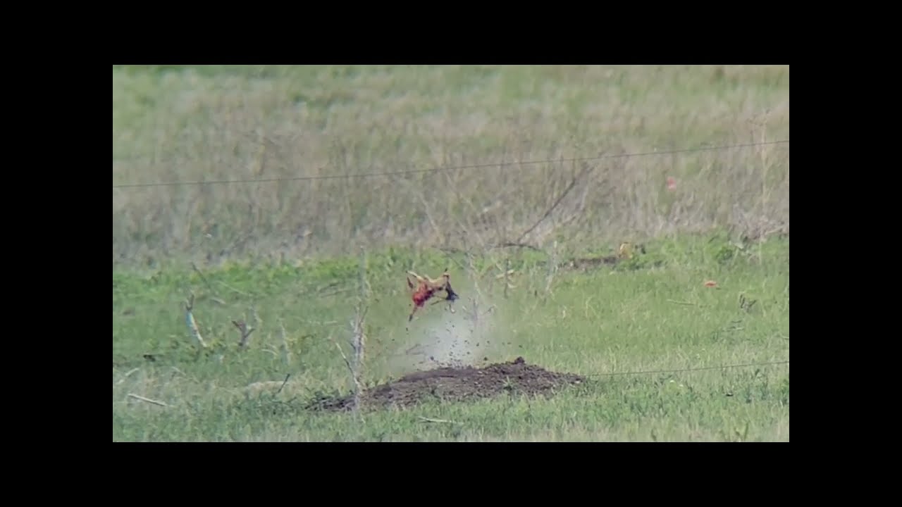 2025 PRAIRIE DOG HUNTING