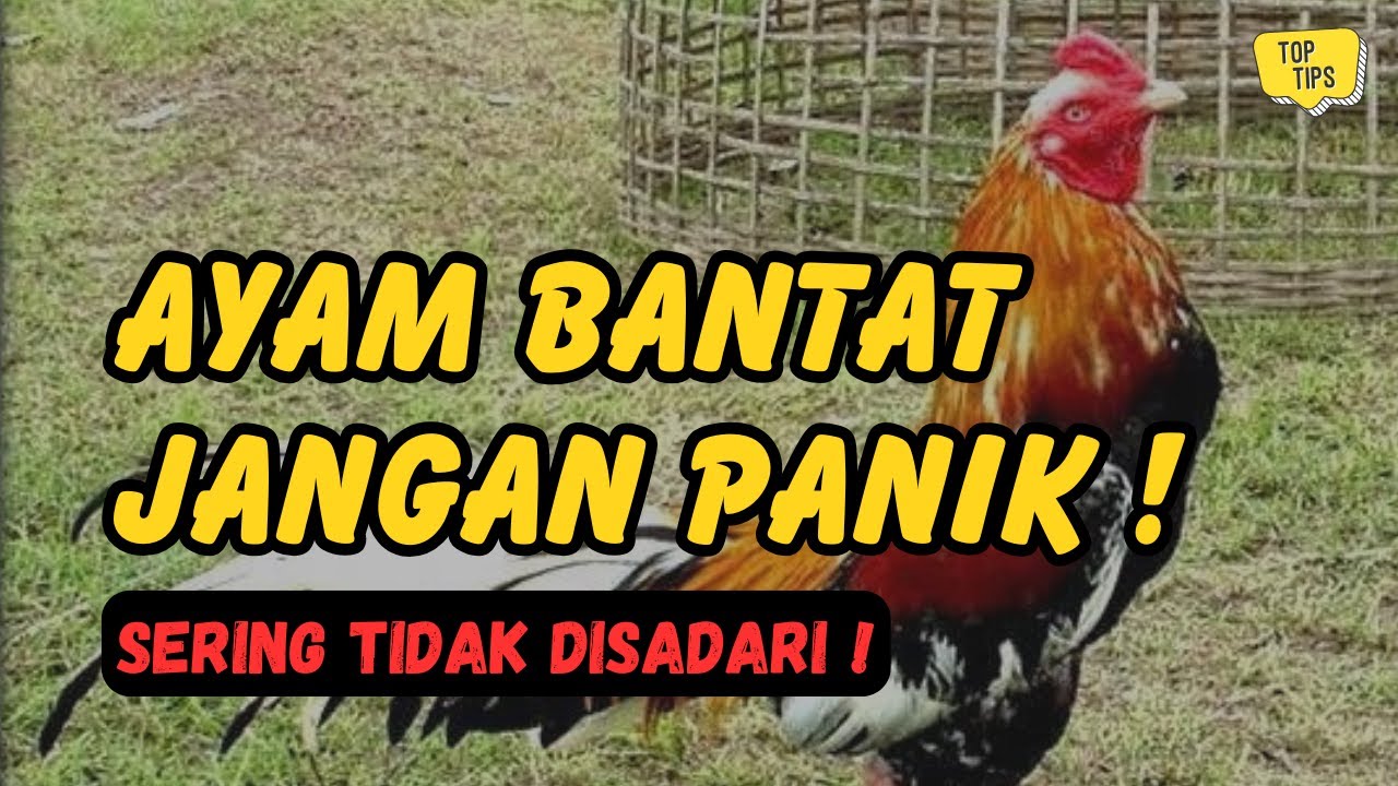Ayam Bangkok Bantat? Ini Penyebab yang Sering Tidak Disadari