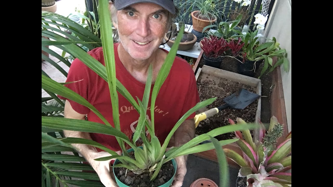 Orchid and Bromeliad Potting Mix