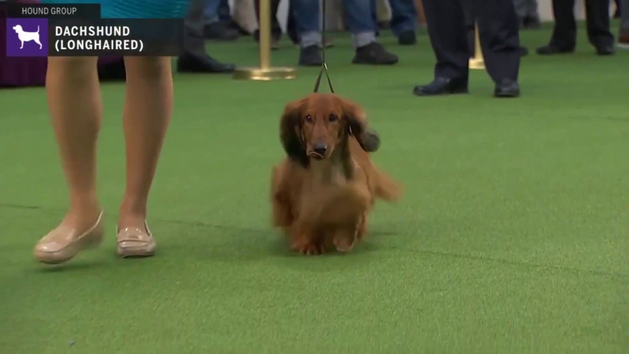 Dachshunds Longhaired | Breed Judging 2020
