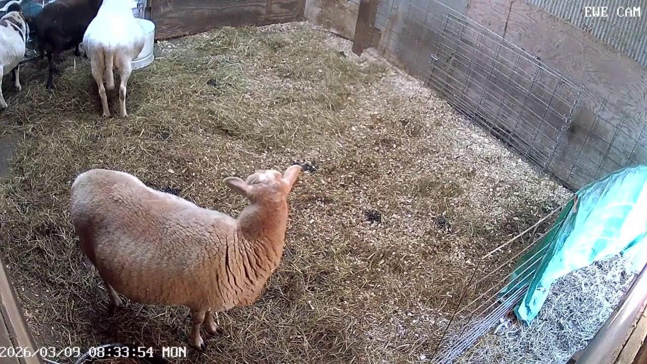 3.8.26pm  ... Lamb Cam NIGHT watch  (day 148)