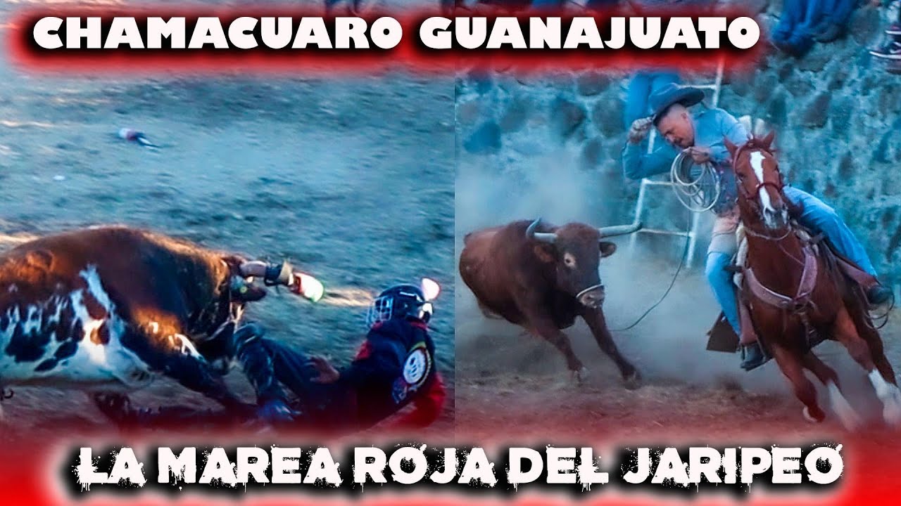 Llego Todo El Arsenal de La Marea Roja A Chamacuaro Guanajuato