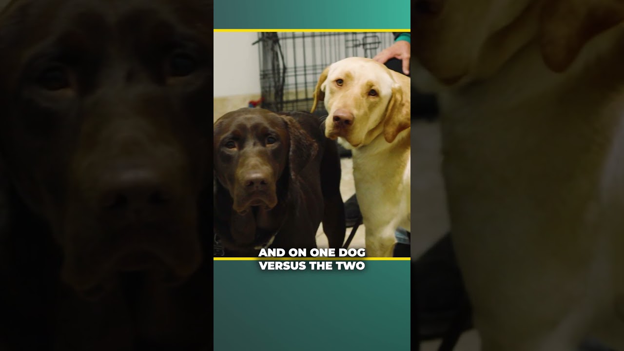 Why Training Sibling Puppies Separately is a Total Game Changer! 