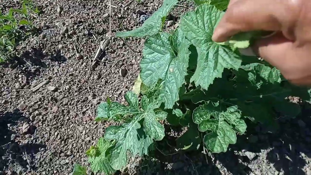 SÍTIO MAANAIN FARTURA É AQUI, A MAIS NOVA PLANTAÇÃO. 