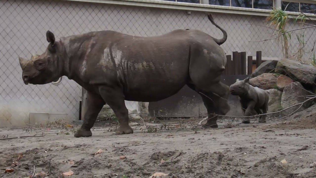 Zwart neushoorn mannetje Nasor zet eerste stapjes buiten met mama Naima