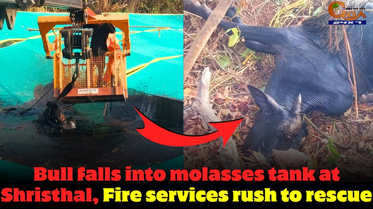Bull falls into molasses tank at Shristhal, Fire services rush to rescue.