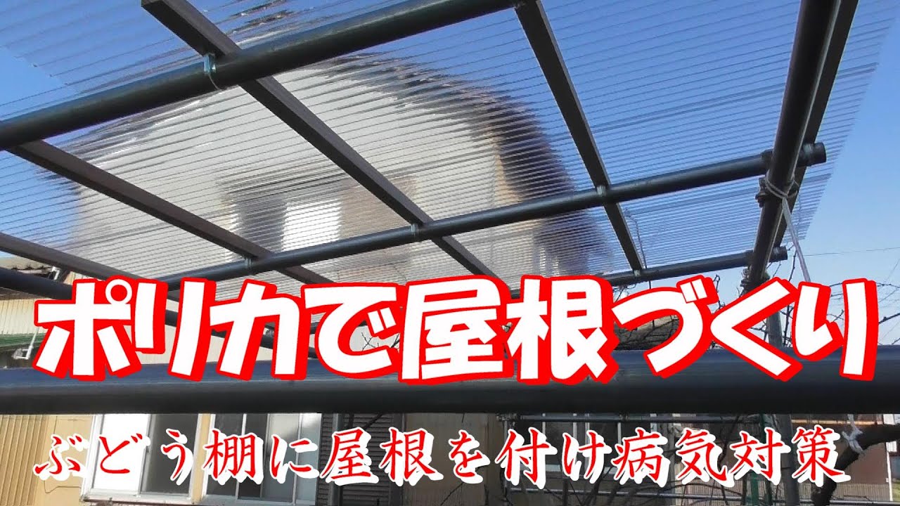 ポリカ波板で屋根づくり　単管パイプで屋根　ぶどう棚に屋根　シャインマスカット栽培　病気対策　黒とう病