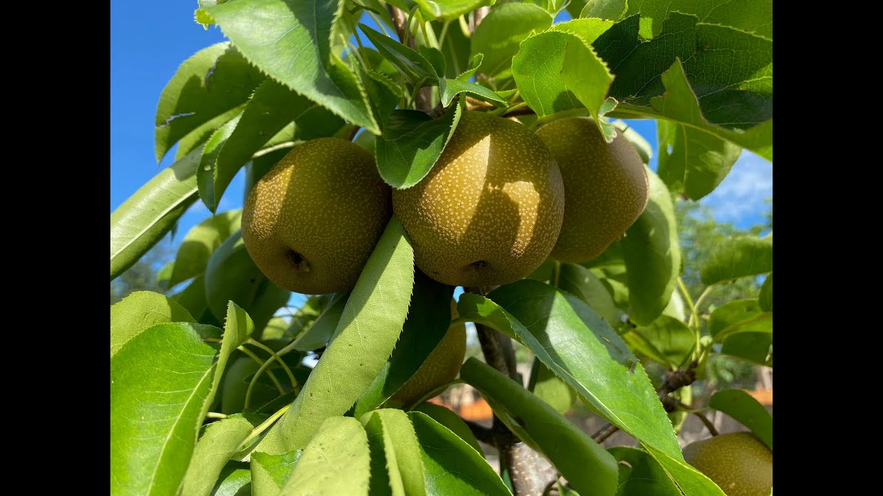 2025 Asian Pears Series Ep. 01 - How To Grow Asian Pear From Beginning To End