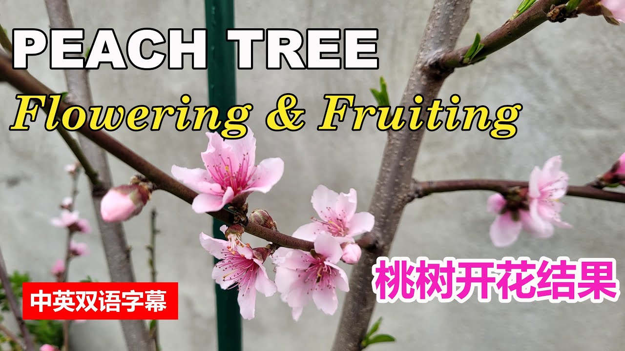 Peach Tree Blooming & Fruiting | 桃树开花结果 | Peach Tree Leaf Buds & Flower Buds | Babcock White Peach