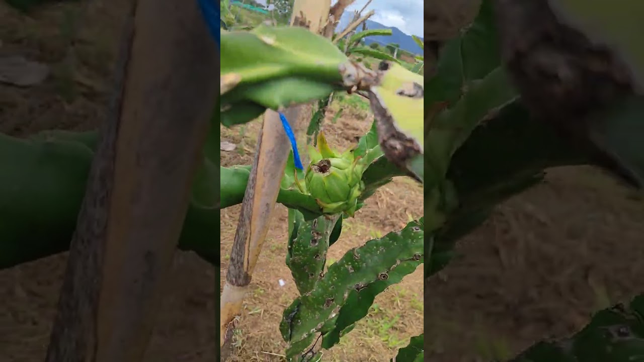 #dragonfruit Producción 2025-2026