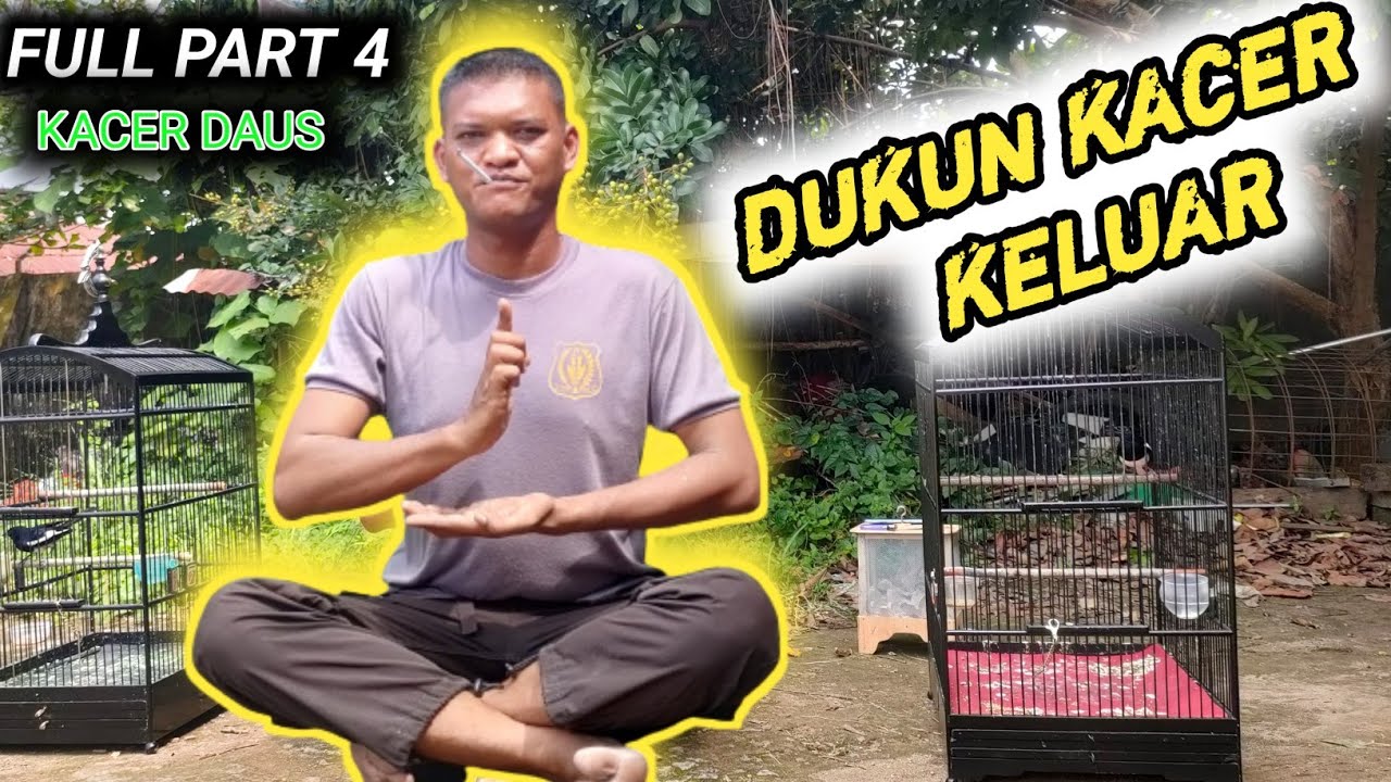 TONTON SEKARANG !! PART 4 KACER BODY BESAR RAWATAN KACER SETELAH 2 MINGGU